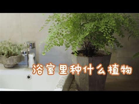 淨化廁所植物|8大適合浴室的植物：讓綠意點亮您的衛浴空間